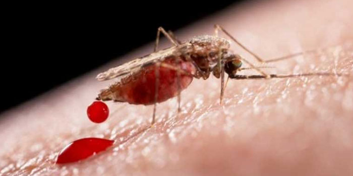 Paludismo - Malaria - Mosquito